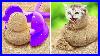 Look_We_Found_A_Cat_In_The_Sand_Best_Pet_Owner_S_Hacks_01_nxb